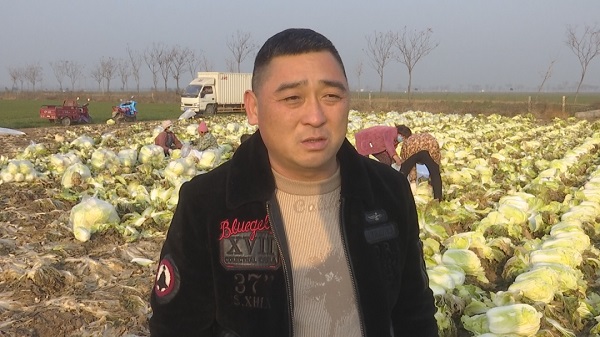 微信圖片_白菜2.jpg